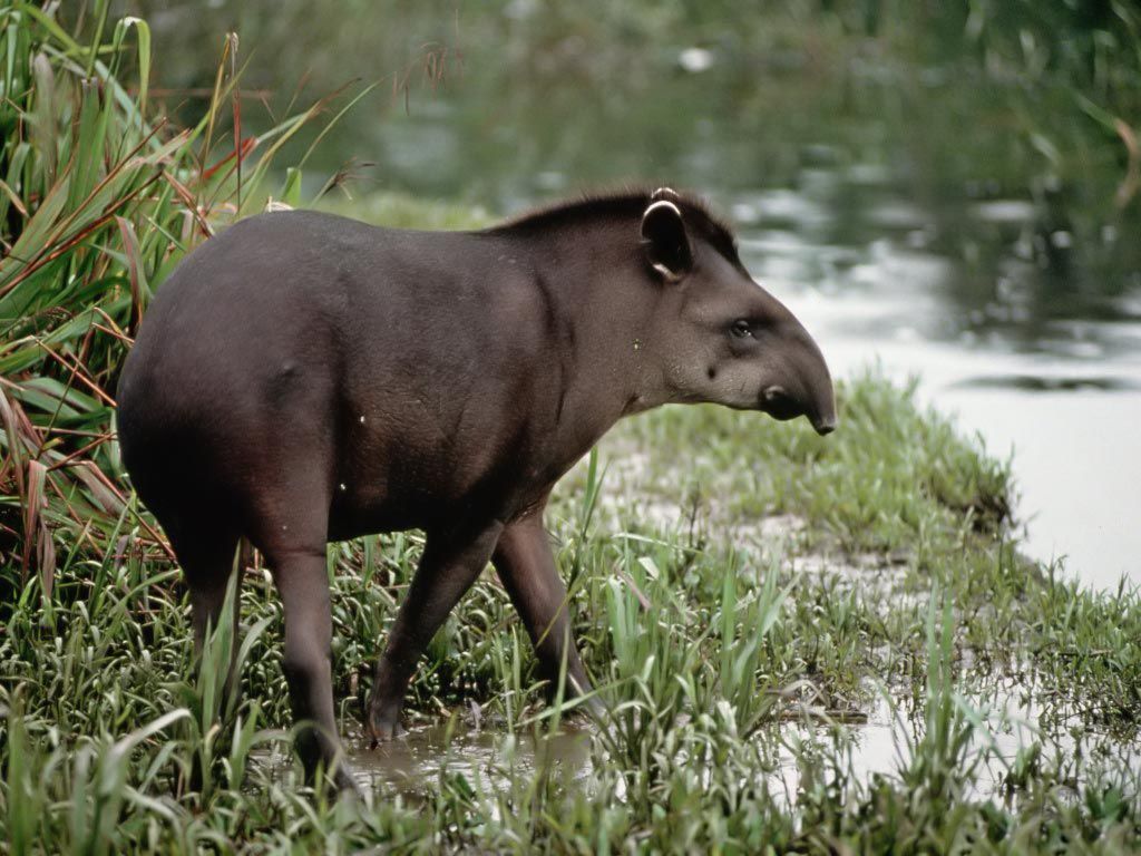 Tapir HD Wallpaperwallpaper.net