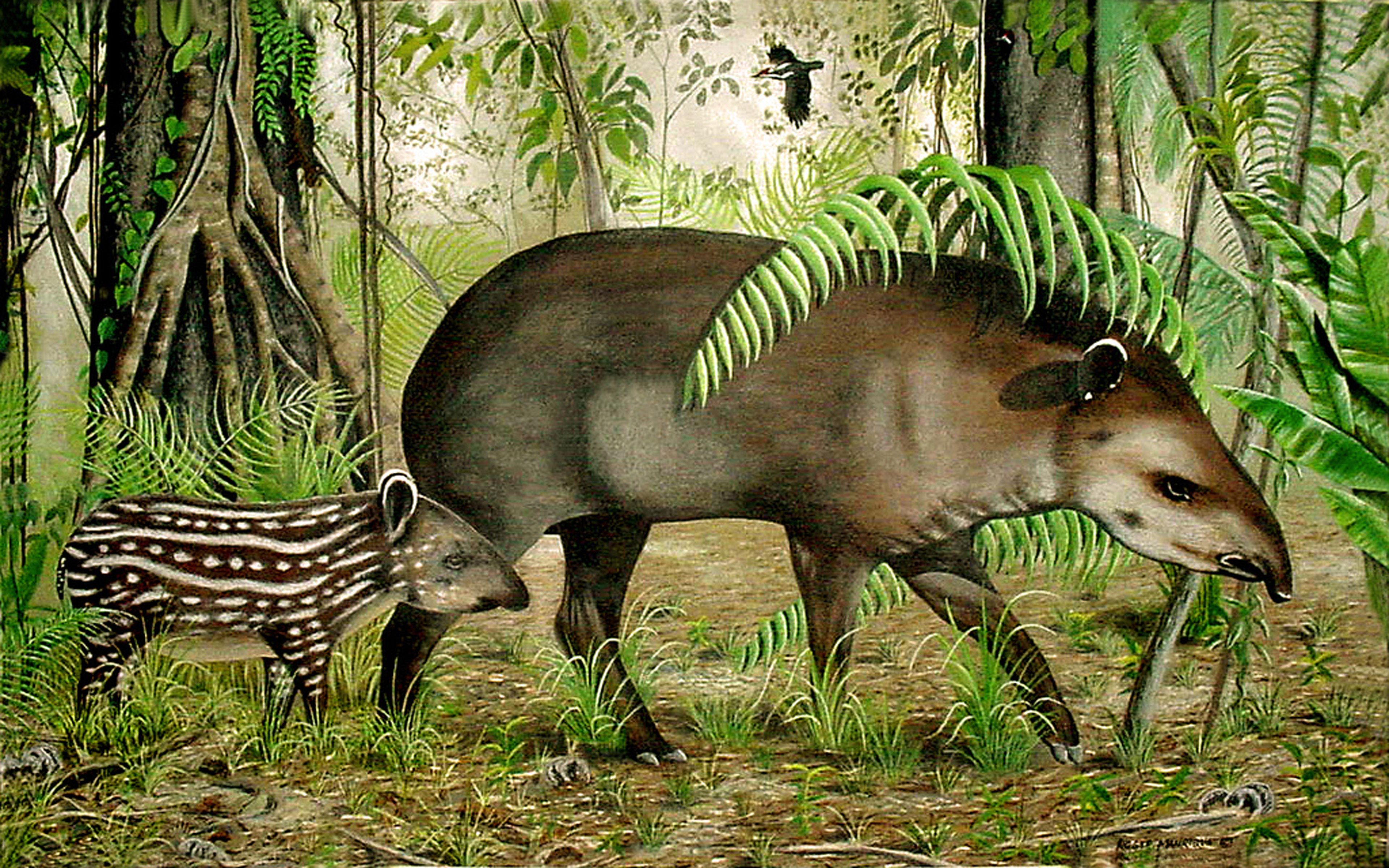 Тапир в экваториальном лесу