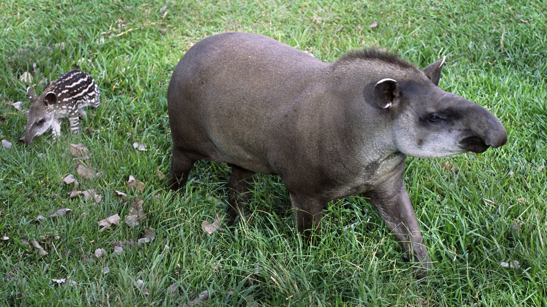 Tapir Wallpaper 1920×1080