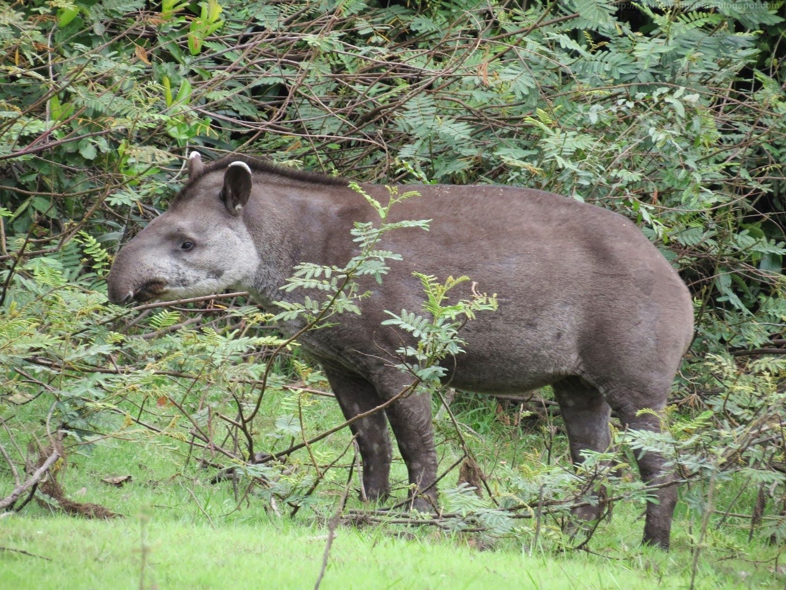 Kamal Shah: Brazilian tapir HD Wallpaper