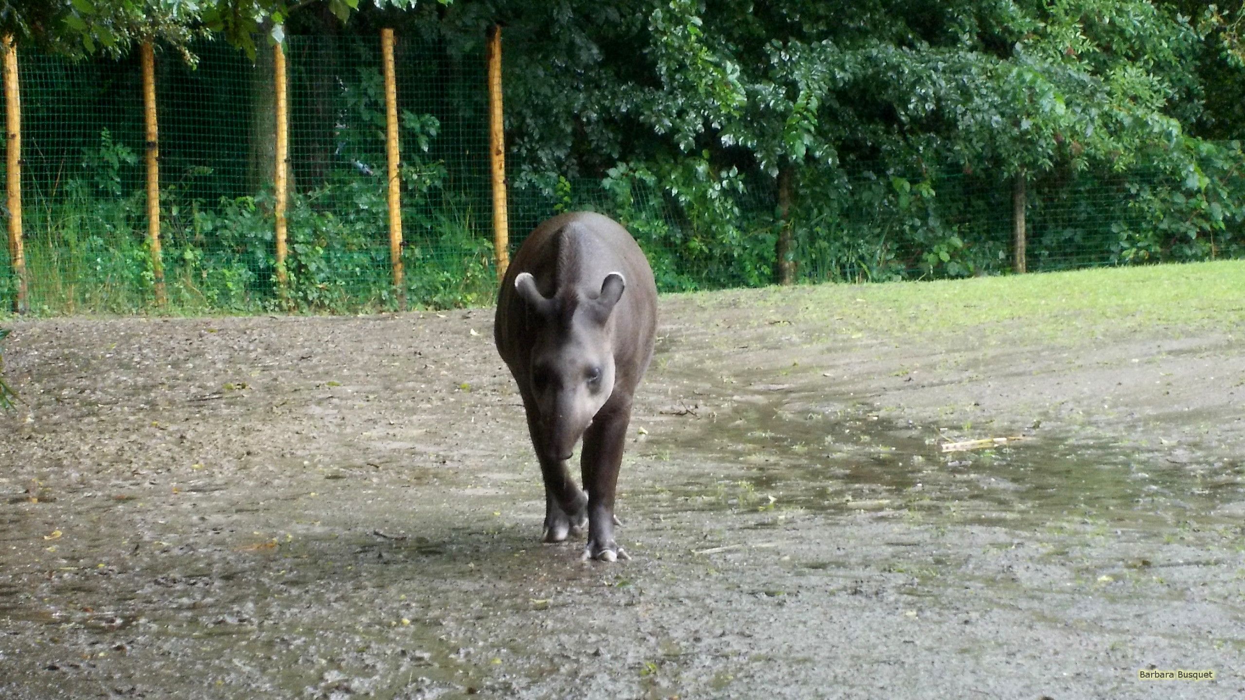 Lowland Tapir's HD Wallpaper