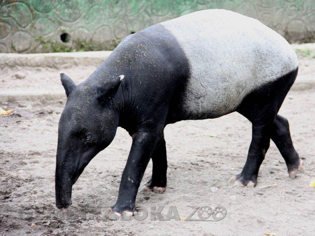 Tapir Wallpapers - Wallpaper Cave