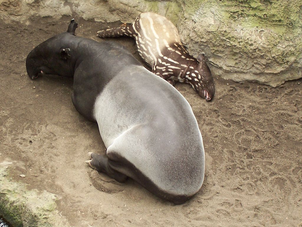 HD Wallpaper Desktop: Tapir HD Wallpaper