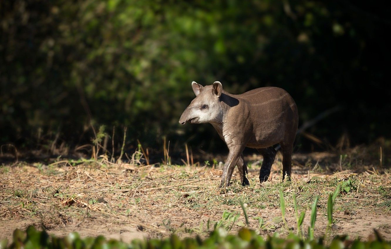 Wallpaper forest, light, glade, walk, bokeh, tapir image for desktop, section животные