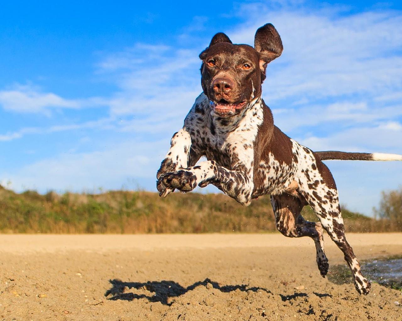 German Shorthaired Pointer HQ HD Wallpaper for Android
