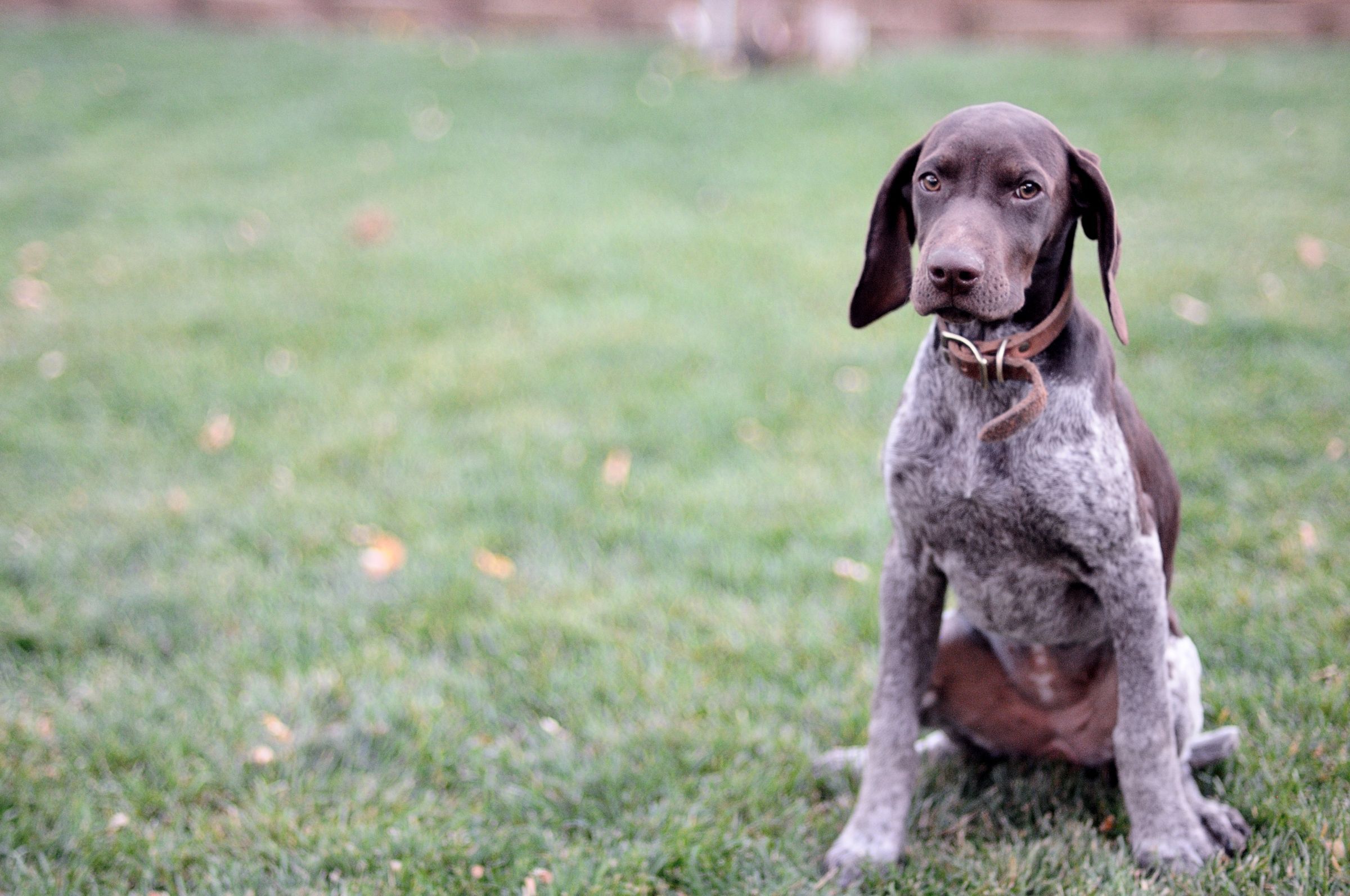 Free download German Shorthaired Pointer Life Expectancy 1 [2400x1594] for your Desktop, Mobile & Tablet. Explore GSP Wallpaper. GSP Wallpaper
