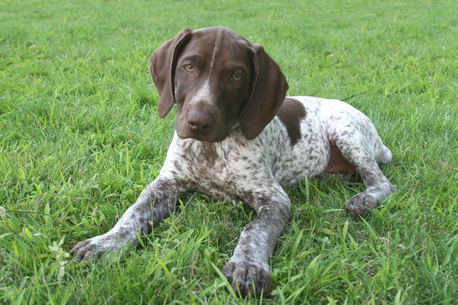 Small German Shorthaired Pointer photo and wallpaper. Beautiful Small German Shorthaired Pointer picture