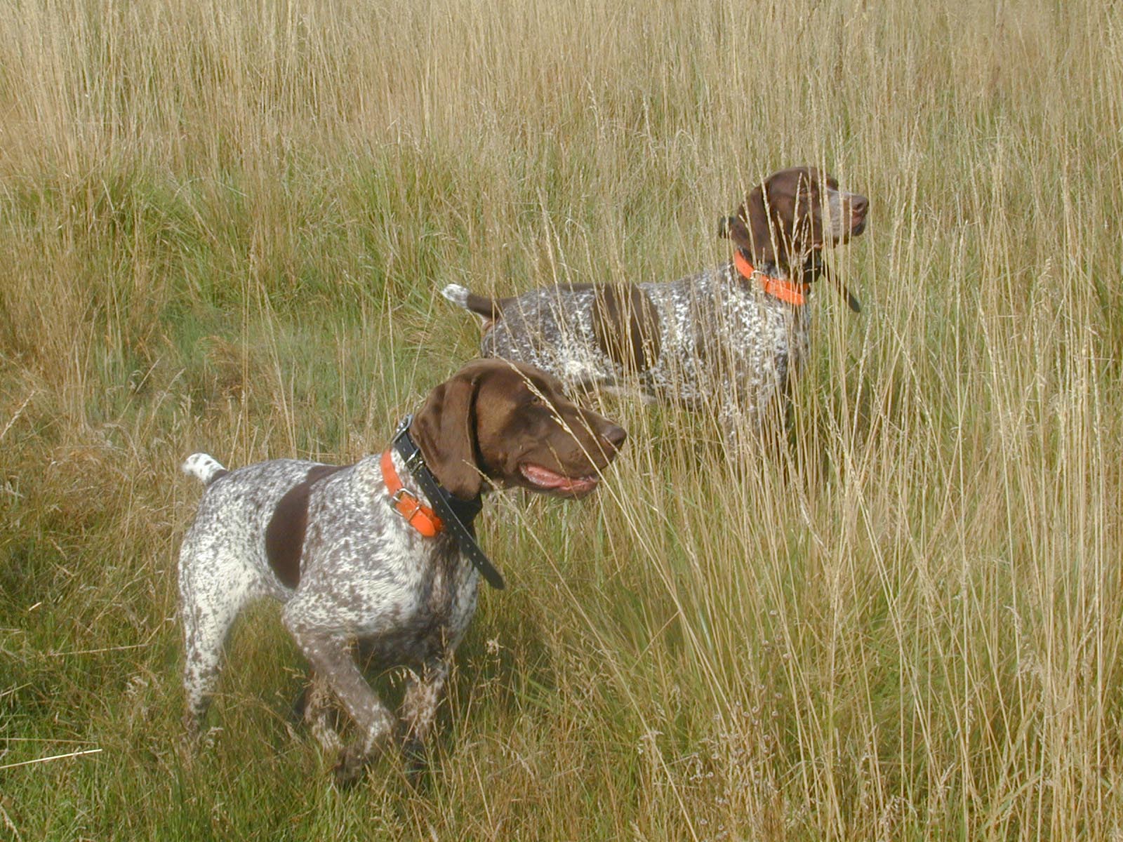 Free download German Shorthaired Pointer Hunting wallpaper [1600x1200] for your Desktop, Mobile & Tablet. Explore GSP Wallpaper. GSP Wallpaper