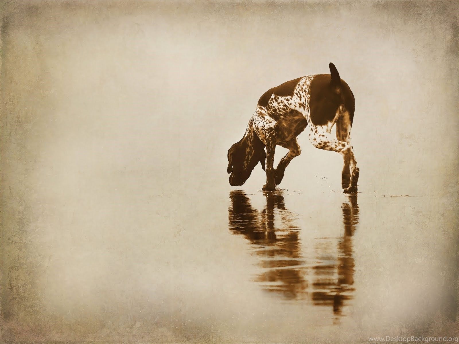 German Shorthaired Pointer Hunting Wallpaper Wallpaper. Desktop Background