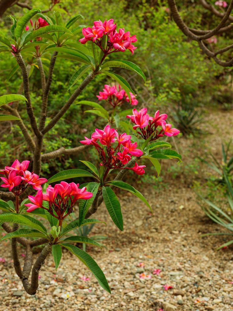 Mexico captureds of Pieter Hugo. Wallpaper*