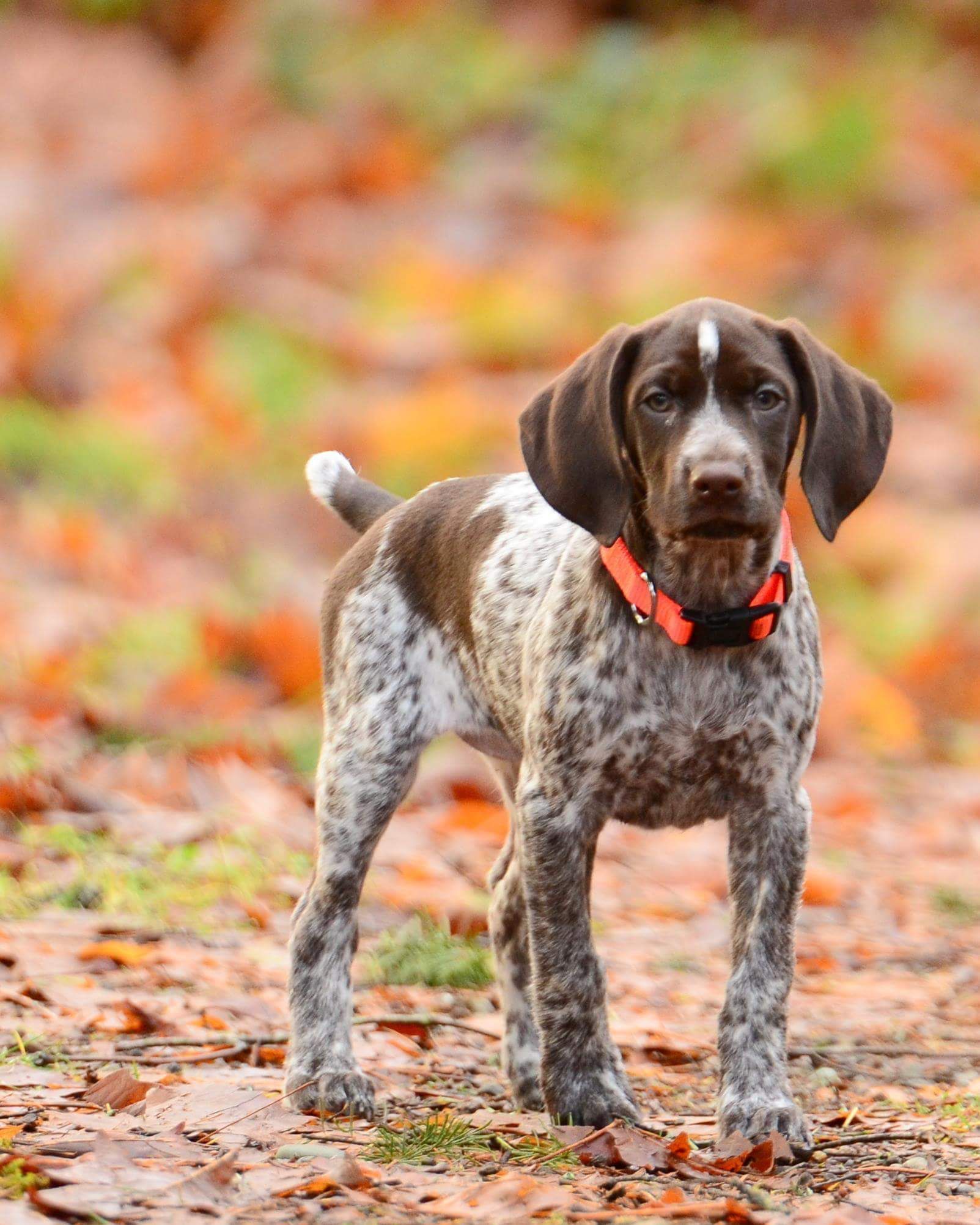 Pointer Popular for duck hunting, pointers have a high energy level, and needs to go to some. Gsp dogs, German shorthaired pointer, German shorthaired pointer dog