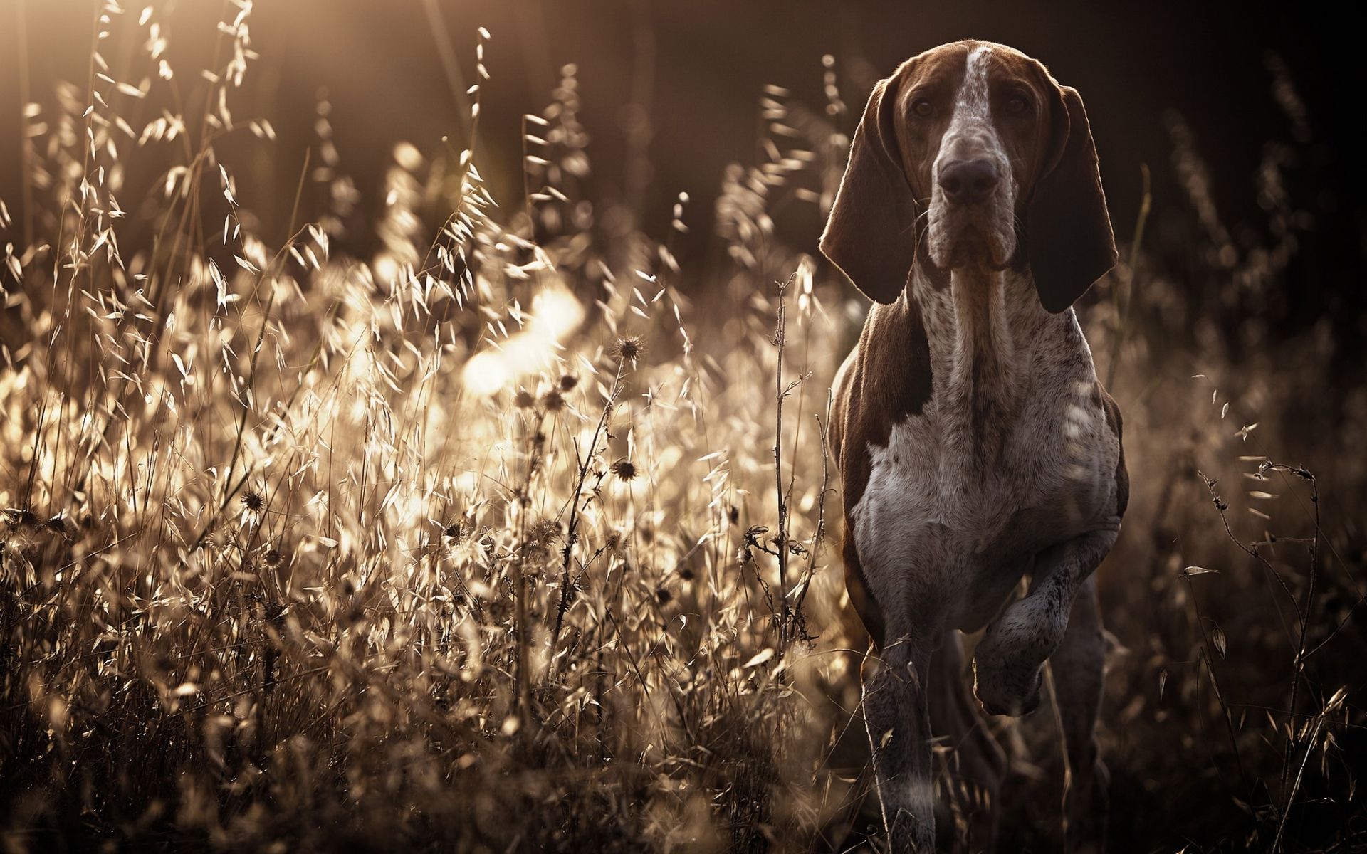 Download wallpaper German Shorthaired Pointer, lawn, pets, dogs, cute animals, German Shorthaired Pointer Dog for desktop with resolution 1920x1200. High Quality HD picture wallpaper