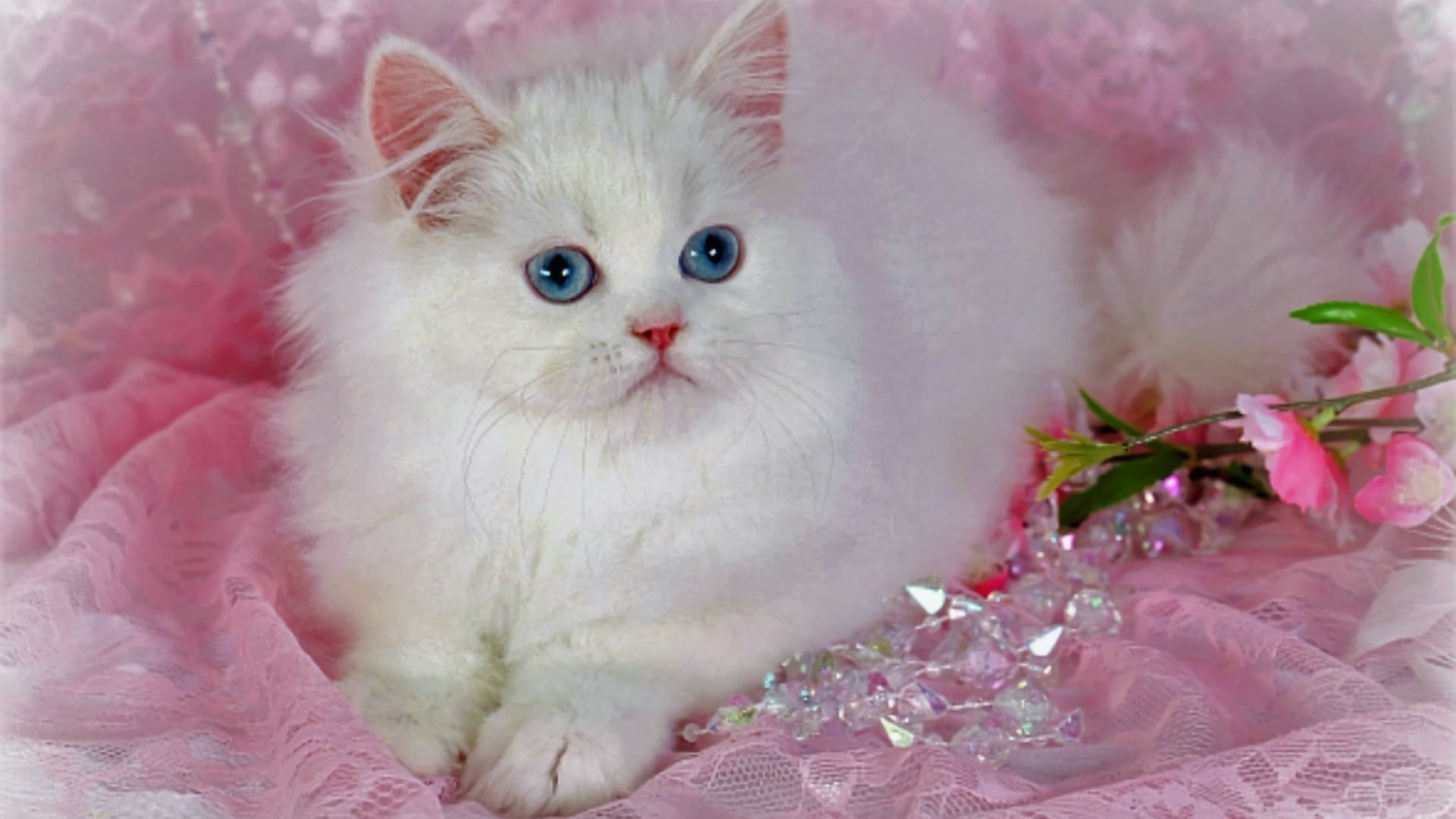Very Cute Cats Wallpapers - Wallpaper Cave