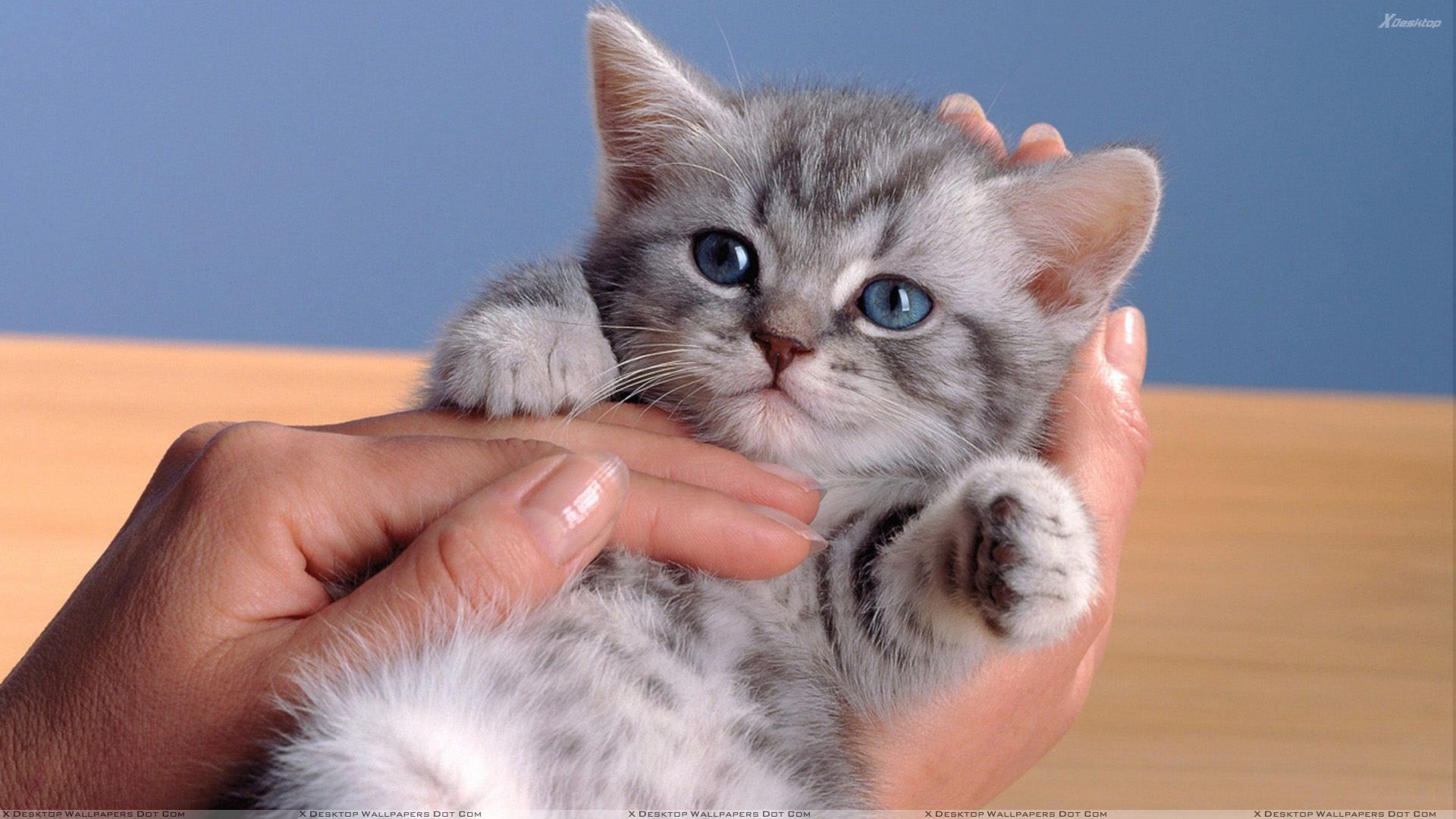 Small Cat In Hand Looking Very Cute Wallpaper Funny Cat Wallpaper