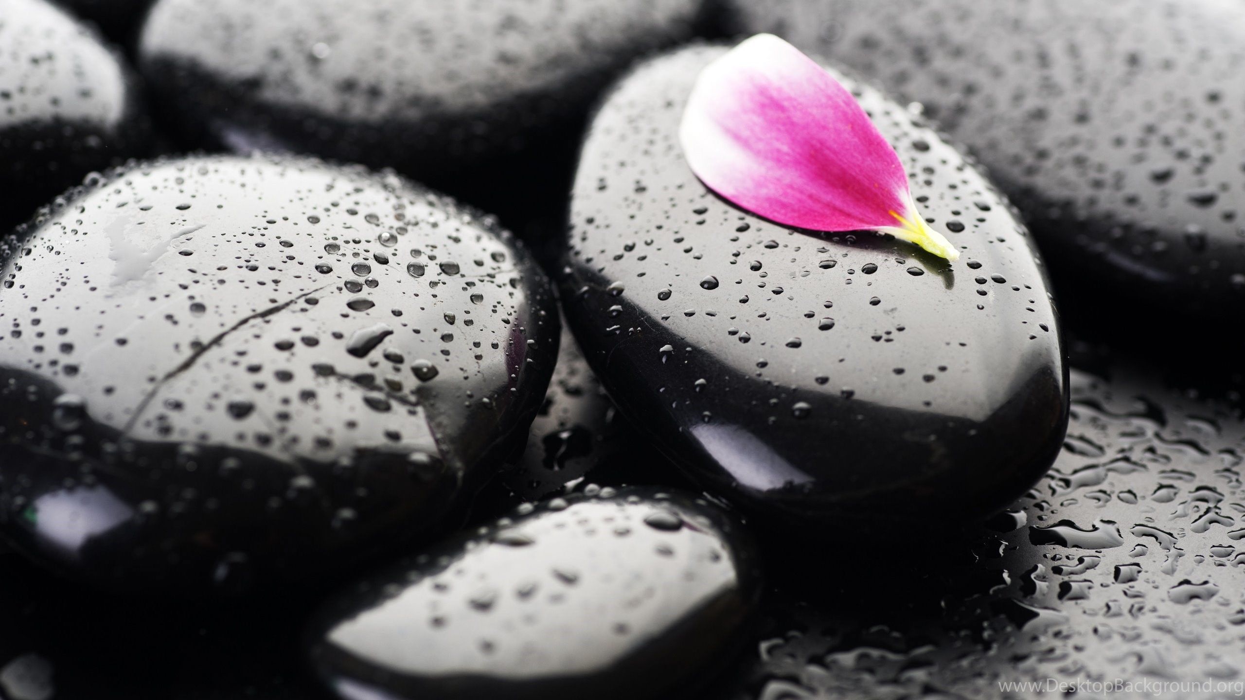 Black Stone Fresh Nature Wallpaper HD Free Des Desktop Background
