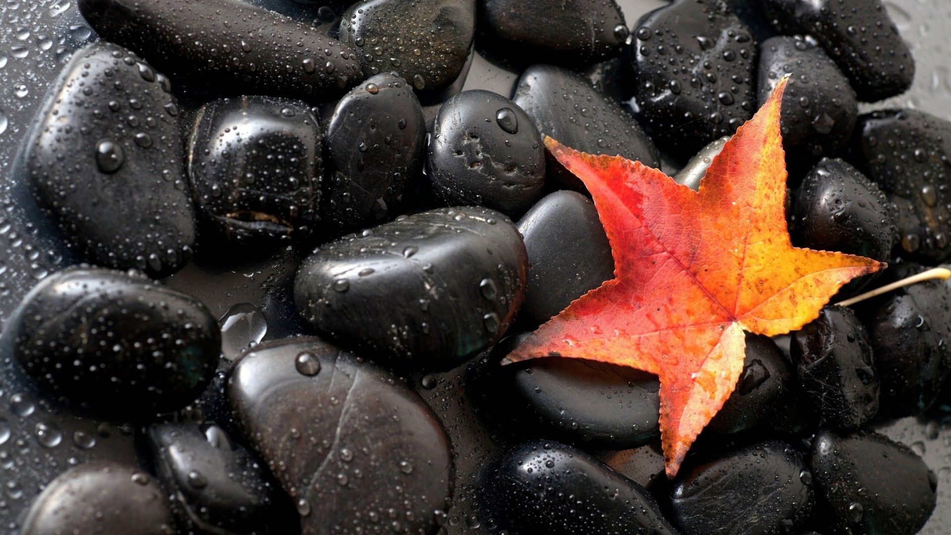 Gorgeous Black Stones Red Autumn Leaf HD Desktop Wallpaper, Wallpaper13.com