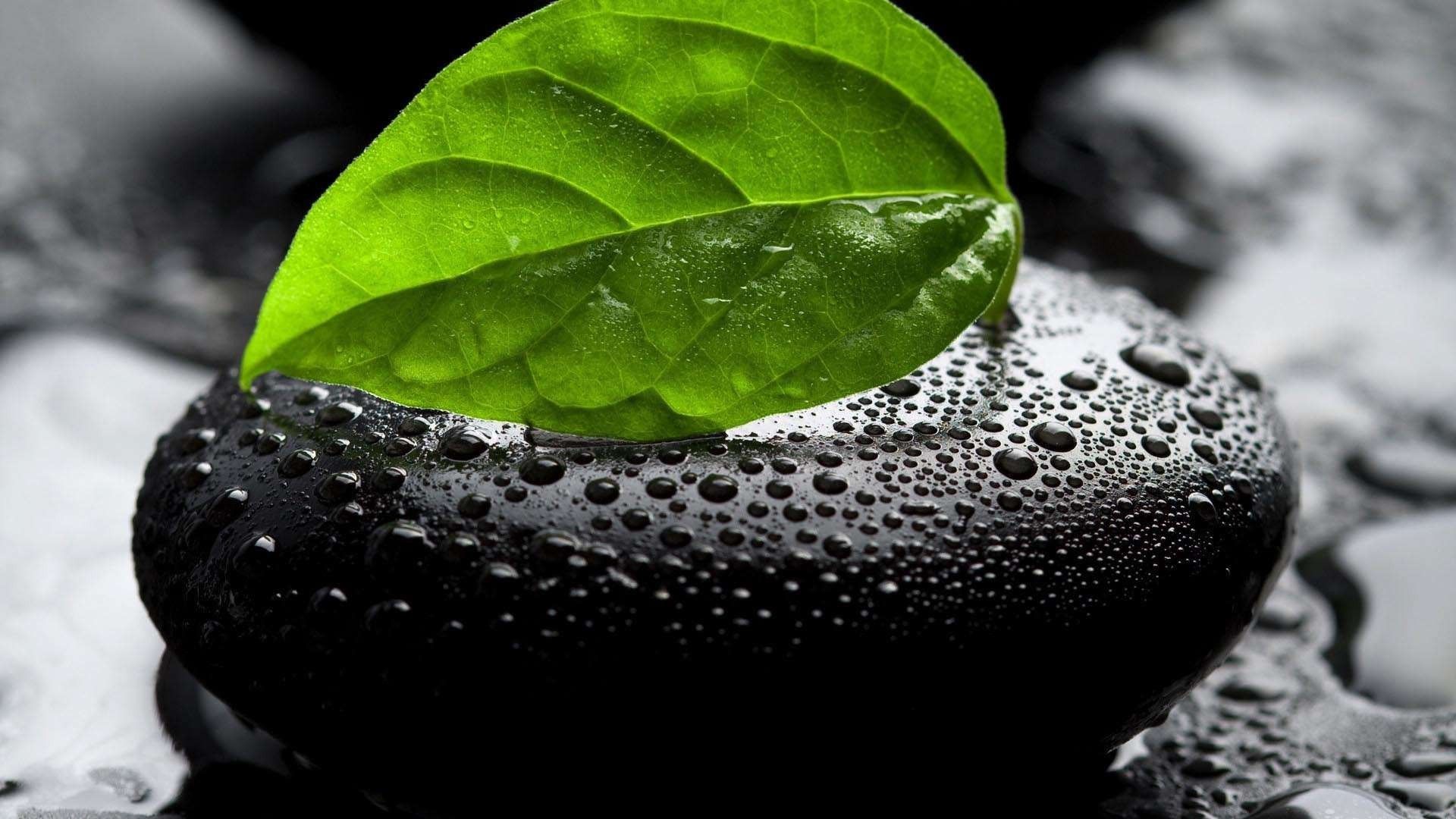 Leaf on wet black stone Desktop wallpaper 1680x1050