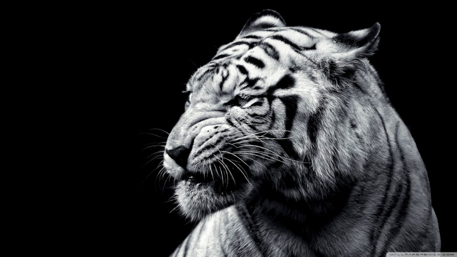 Black Wallpaper Tiger Image