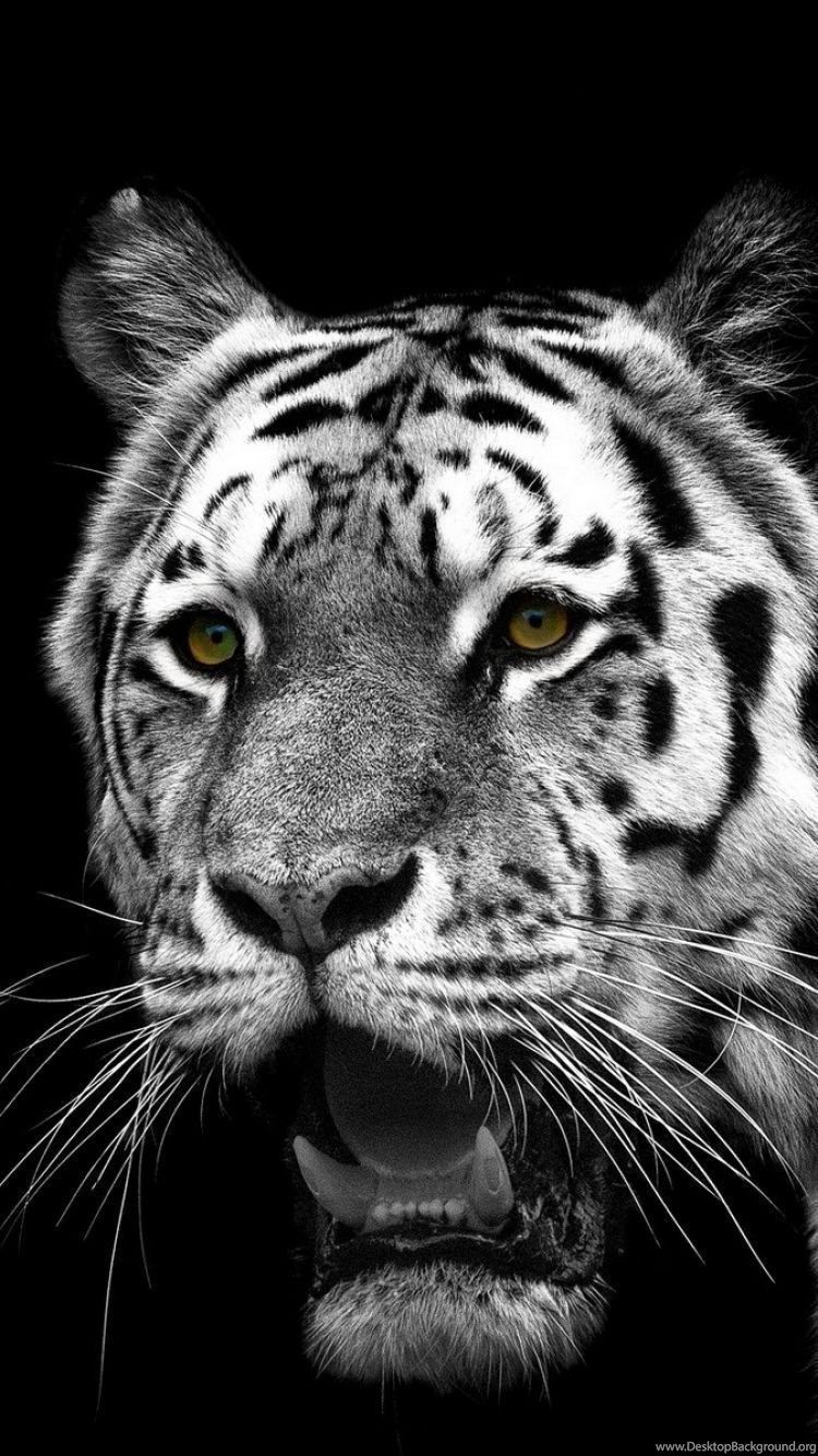 IPhone 6S Animal White Tiger Wallpaper Desktop Background Wallpaper
