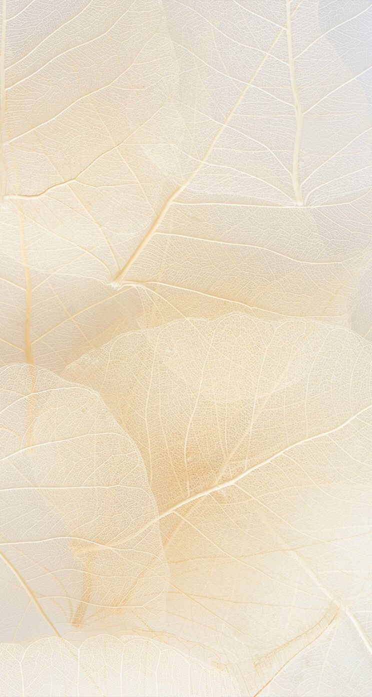 Cream color aesthetic HD wallpapers  Pxfuel