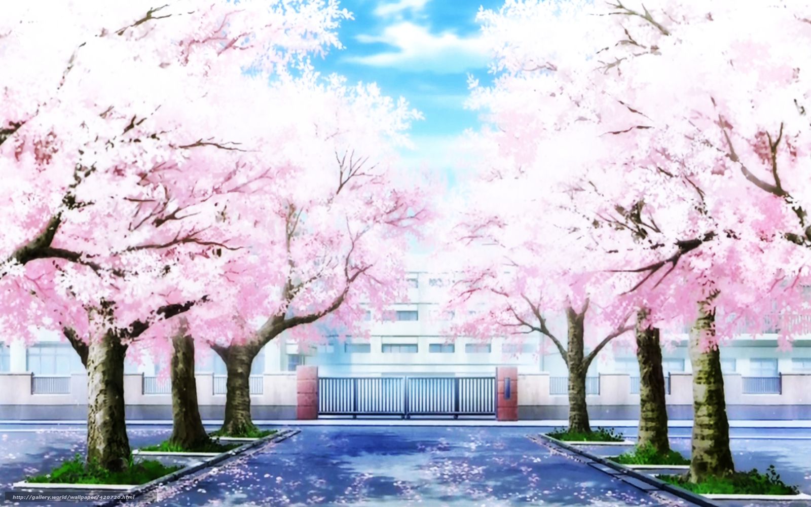 Wallpaper sakura, grass, sky, sunny day, road, school on your desktop