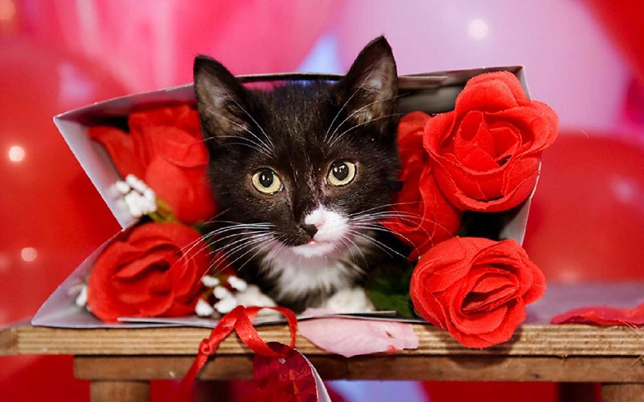 Valentine Kitty live wallpaper for Android