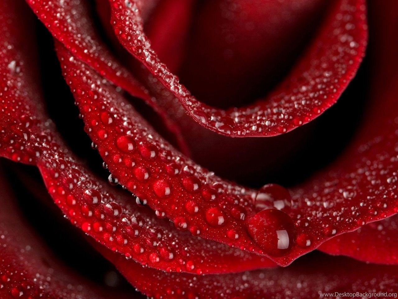 Wallpaper Live Nature On Falling Of Red Roses HD Rose Love Flower. Desktop Background
