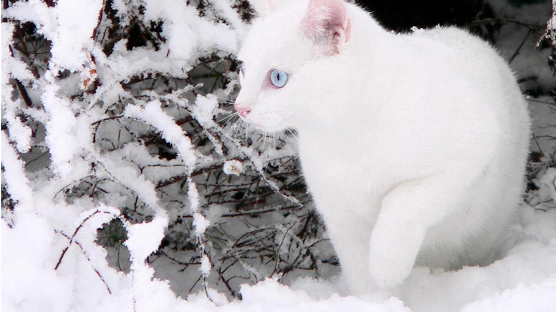 WHITE CAT AND WHITE SNOW WALLPAPER 41965 HD Wallpaper 1920x1080. White cats, Pretty cats, Cats