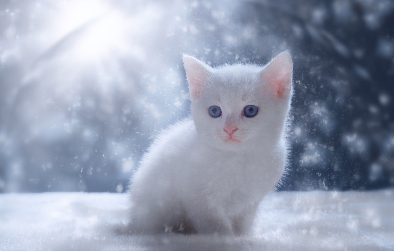 Wallpapers winter, cat, white, snow, kitty, kitty image for desktop, section кошки