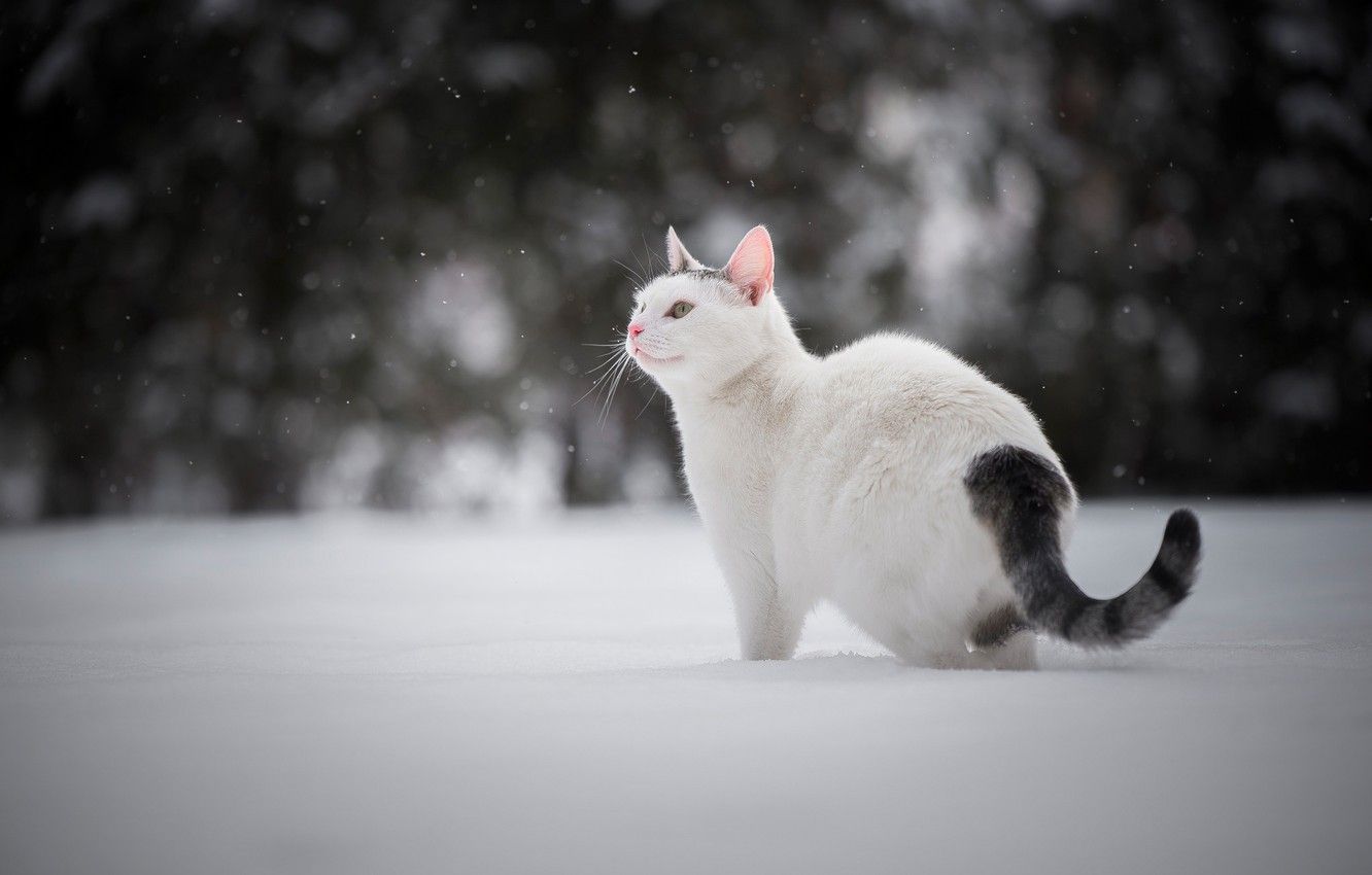Wallpaper winter, cat, snow, cat image for desktop, section кошки