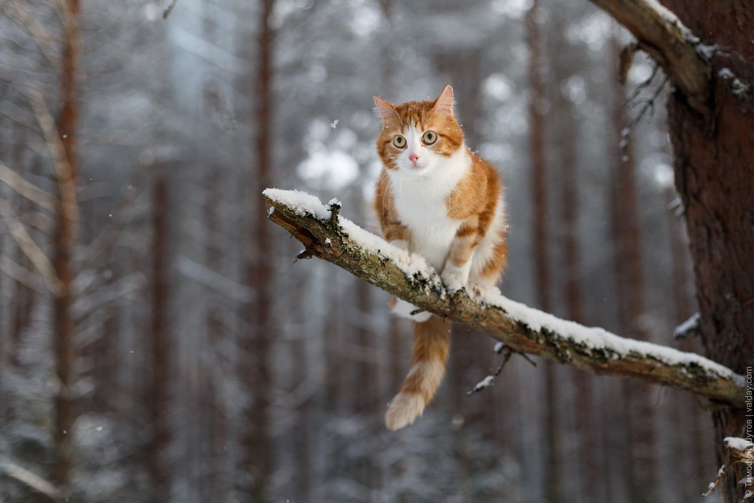 Winter Cat Wallpaper