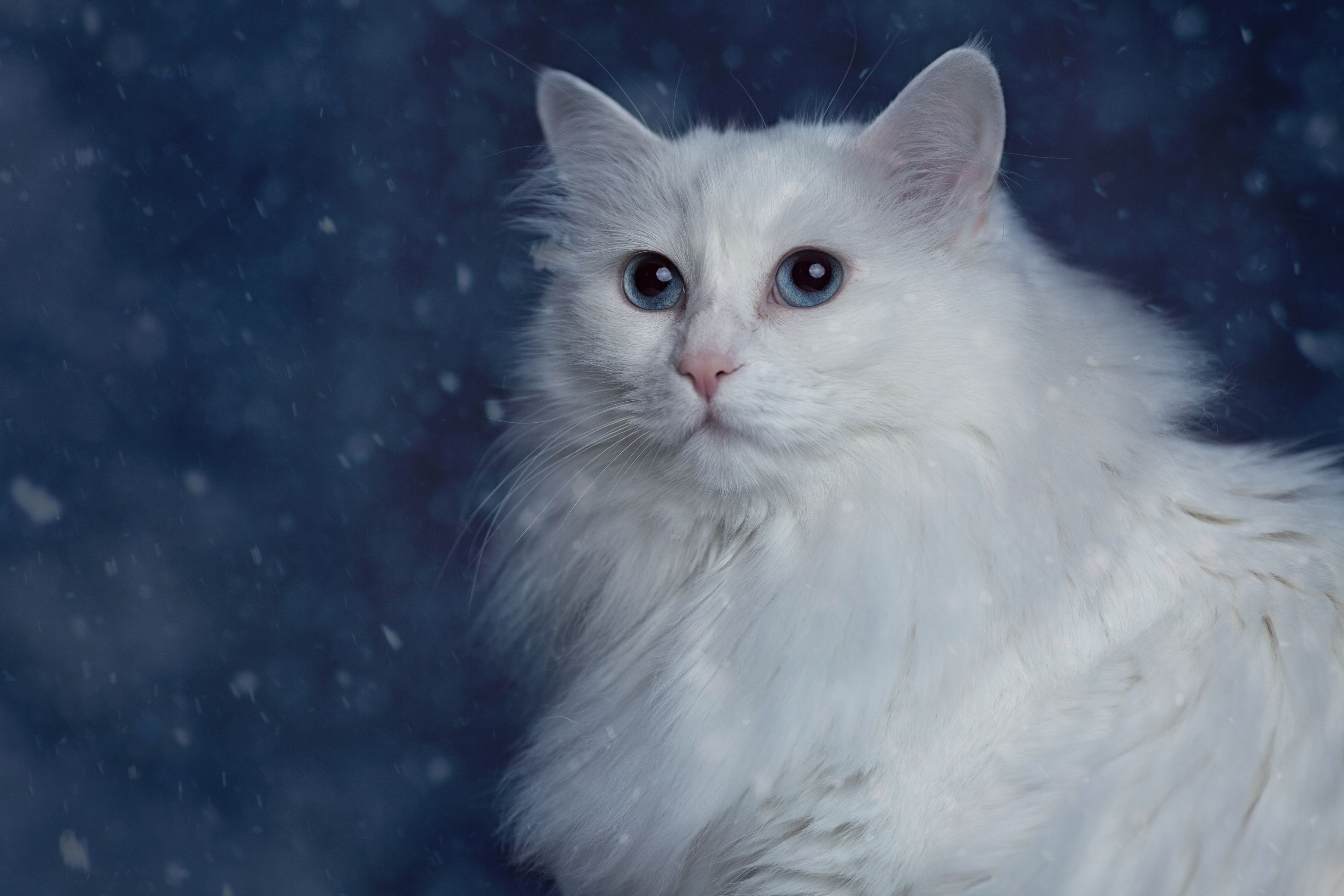 White fluffy beautiful cat with blue eyes wallpaper and image, picture, photo