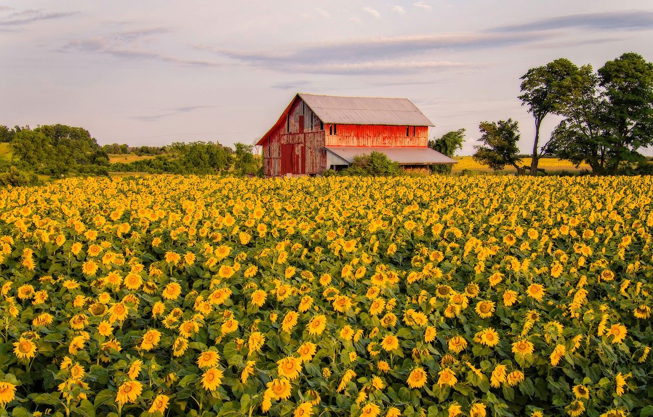 Summer Agriculture Wallpapers - Wallpaper Cave