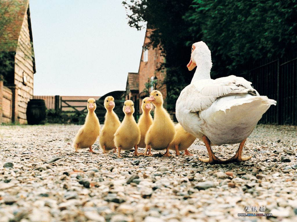 Funny Animal Farm Quotes. QuotesGramquotesgram.com