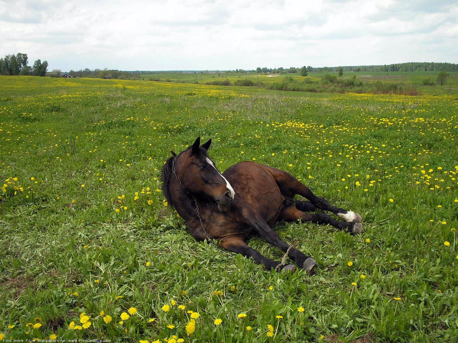 Farm Free Desktop Background collection