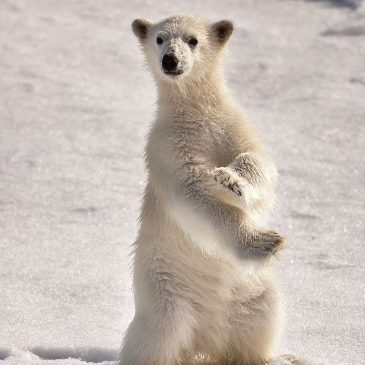 Download wallpaper 1280x1280 polar bear, snow, winter, stand, pose, surprise ipad, ipad 2, ipad mini for parallax HD background