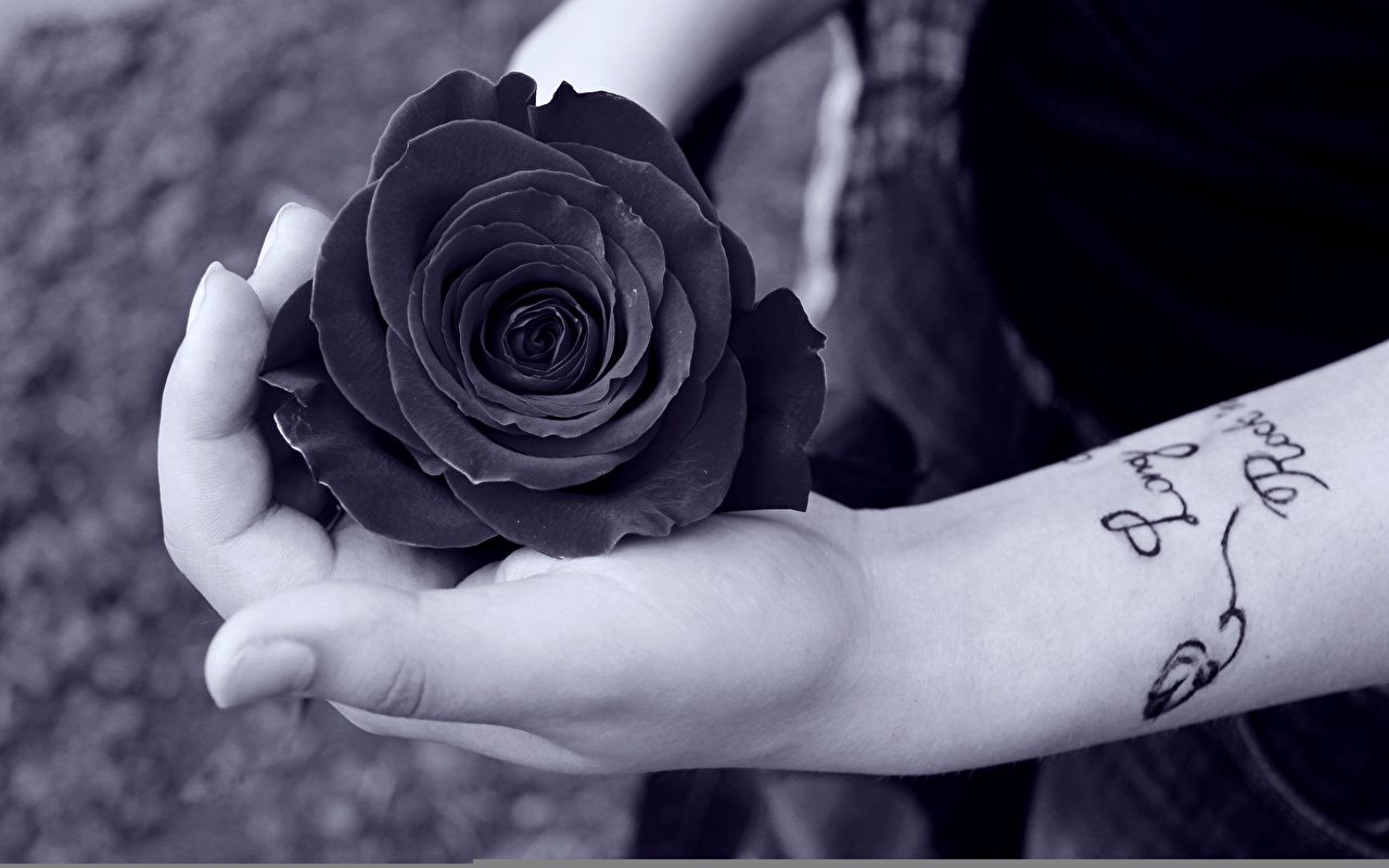 Black Rose Dp For Whatsapp