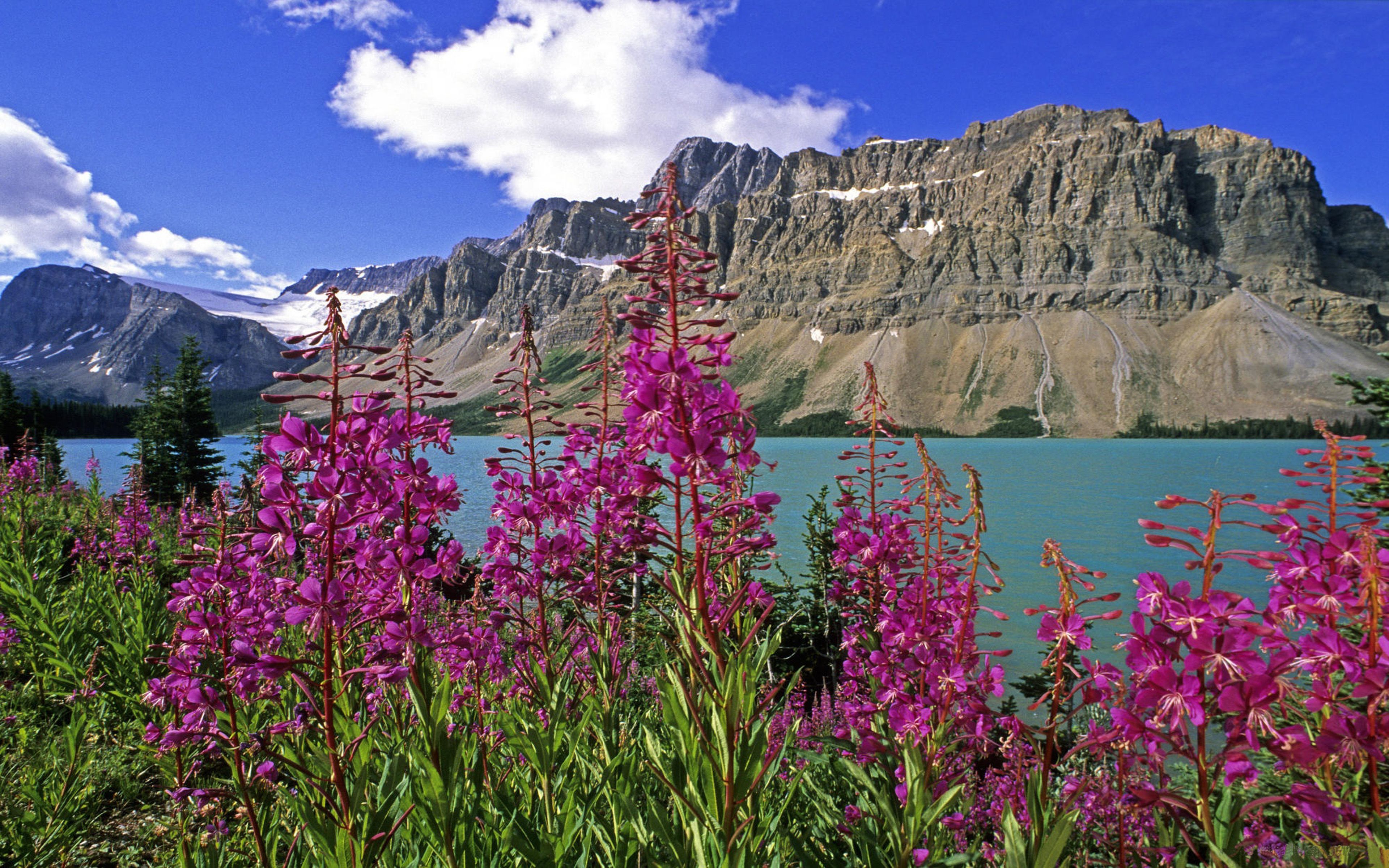 Banff National Park Alberta Canada Bow Lake Fireweed Plants Chamaenerion Is A Genus Of Flowering Plants In The Onagraceae Family, Wallpaper13.com