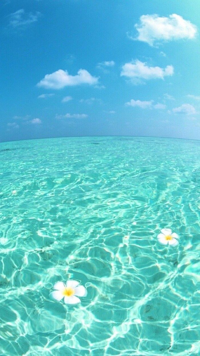 blue sky, turquoise ocean water, cute background, white flowers floating. Beachy wallpaper, Wallpaper iphone summer, Summer background