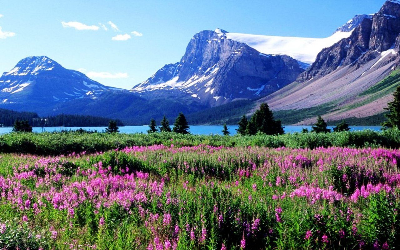 Lago, Bow Alberta, Canada. Parques nacionales, Lugares hermosos, Montañas rocosas