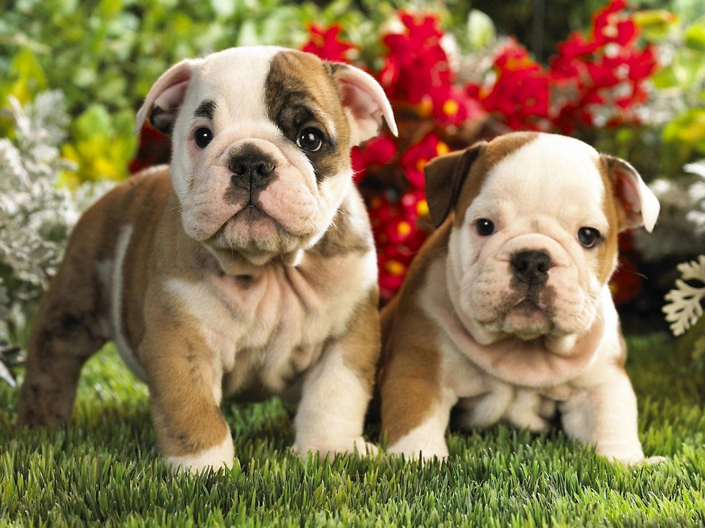 Bulldog Puppy Wallpaper