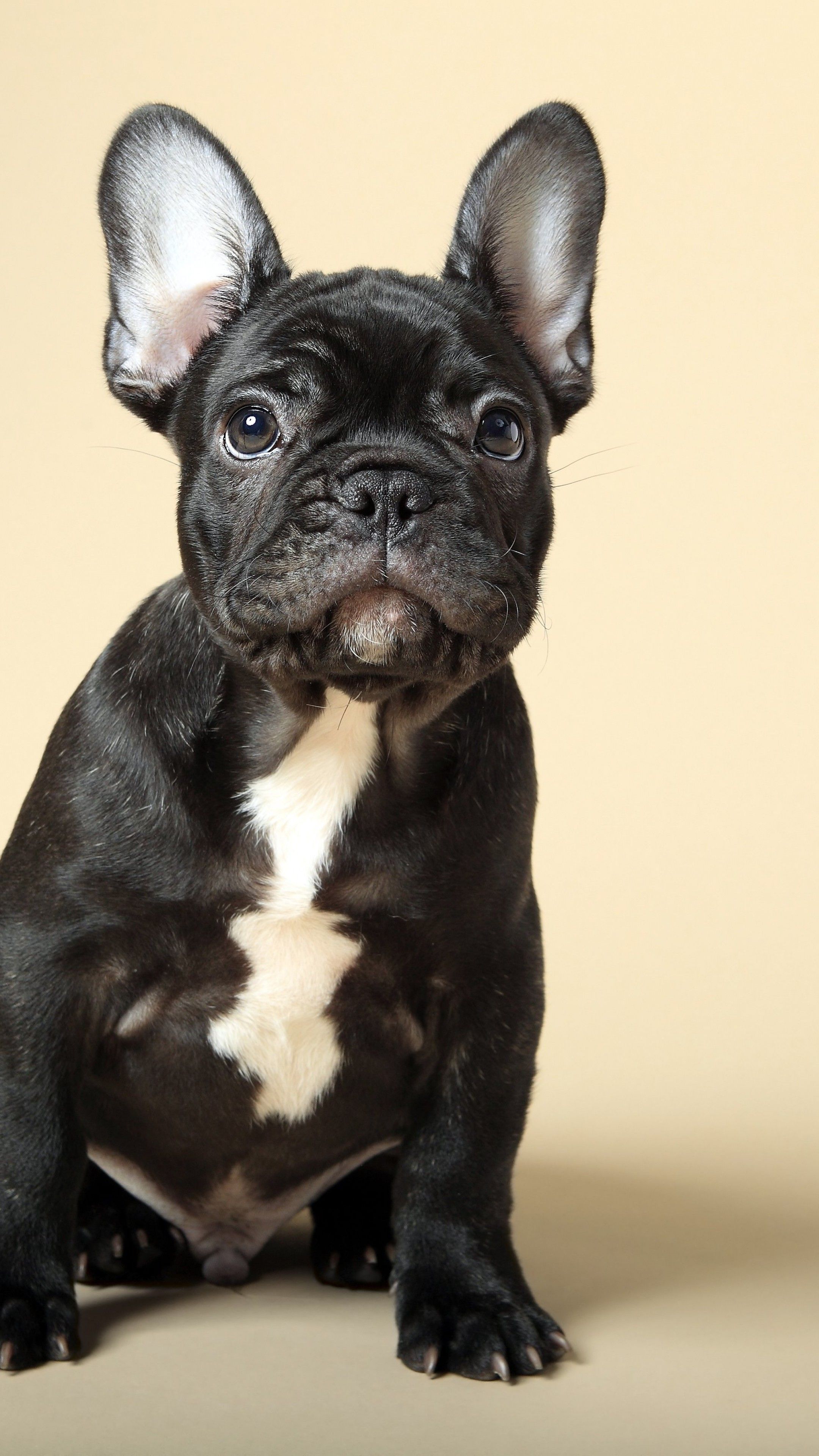 French Bulldog Puppy Wallpapers - Wallpaper Cave