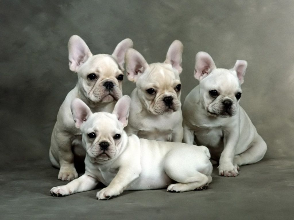 French Bulldogs Wallpaper