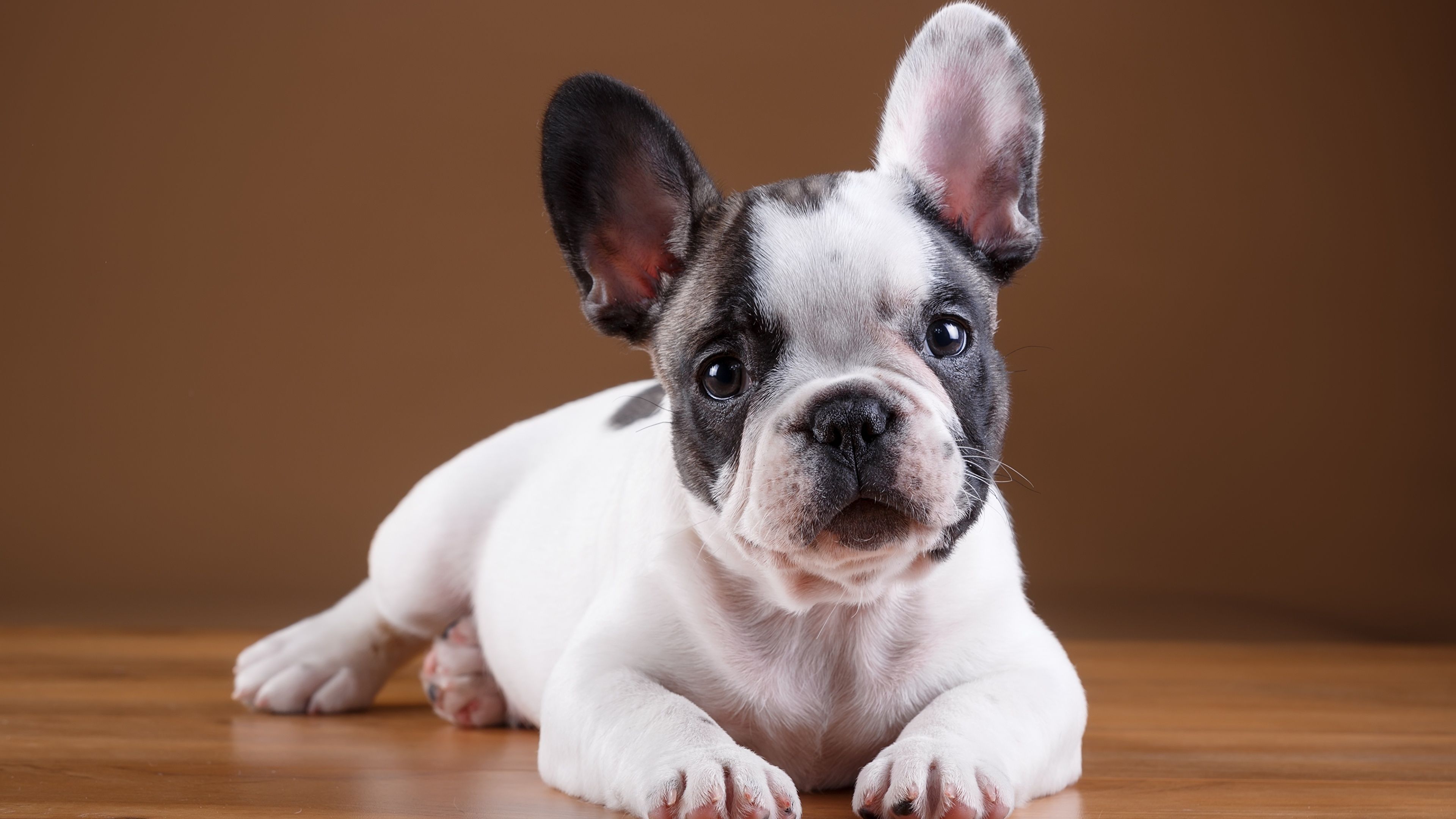 Desktop Wallpaper Puppy French Bulldog dog White animal 3840x2160