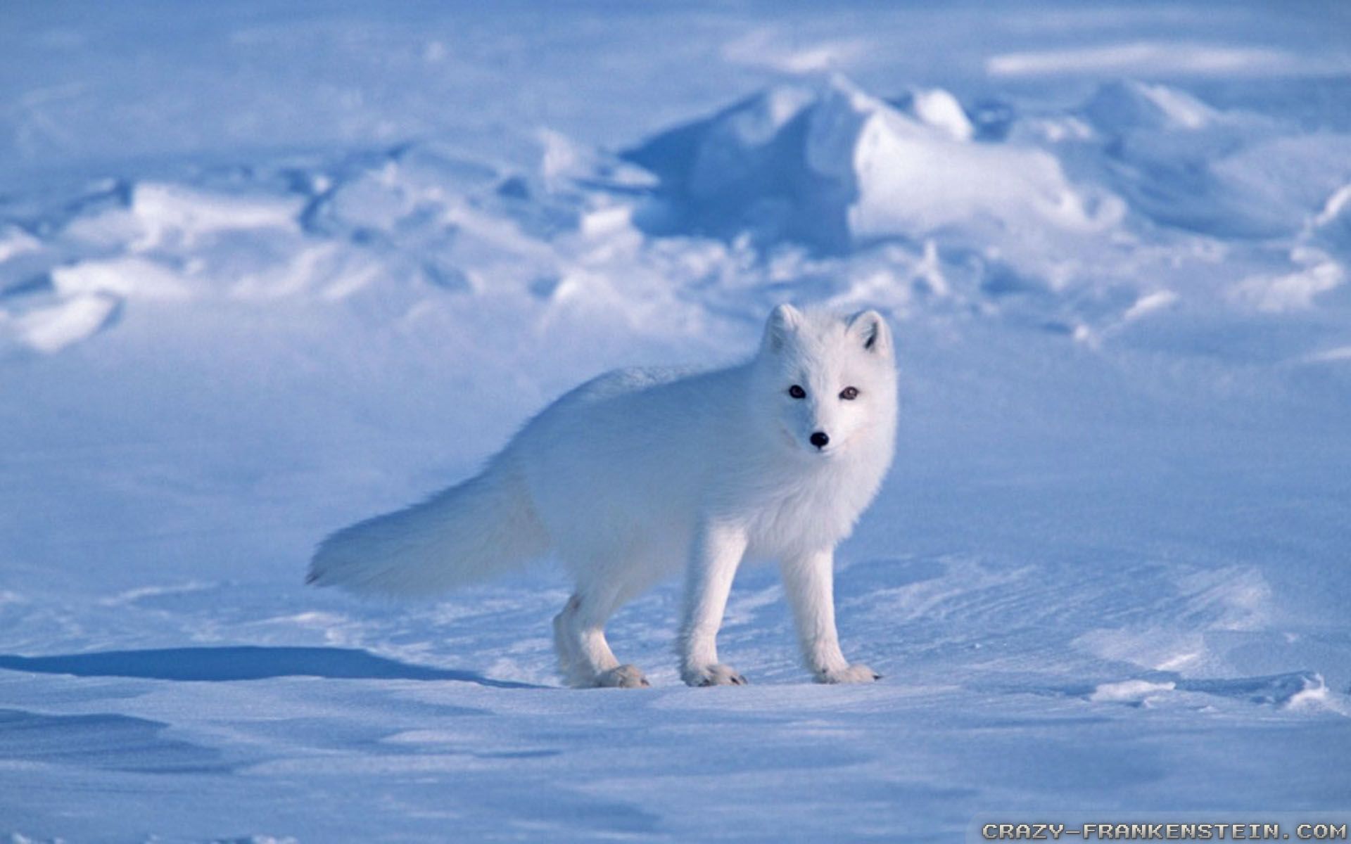 Arctic Fox Wallpaper