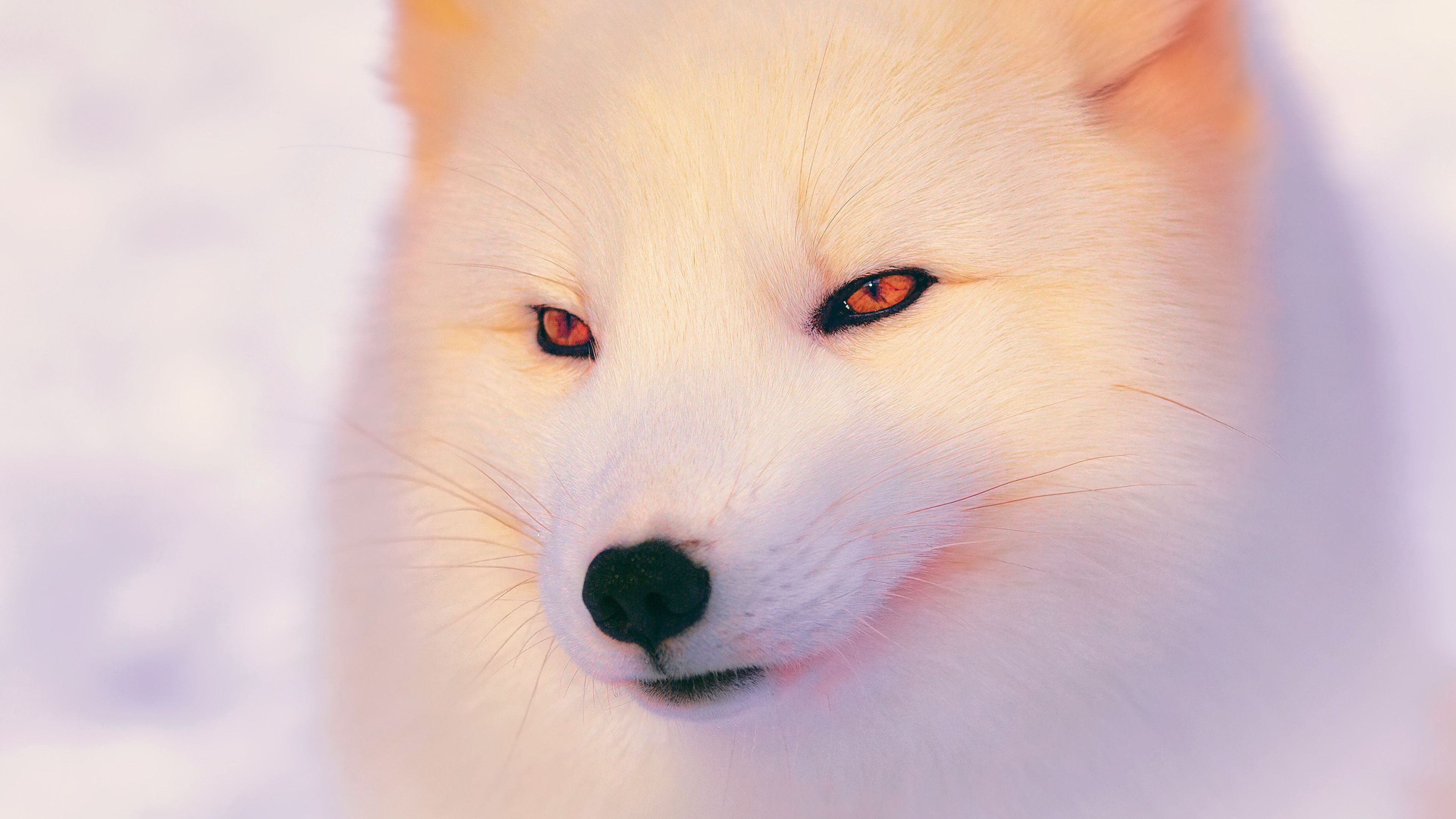 Animated Arctic Fox