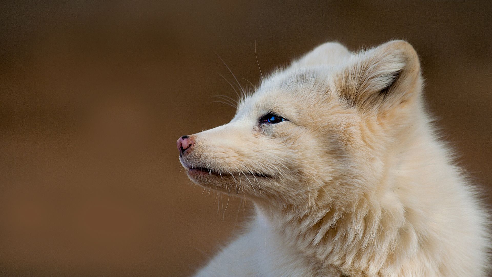 animals, arctic fox, foxes wallpaper