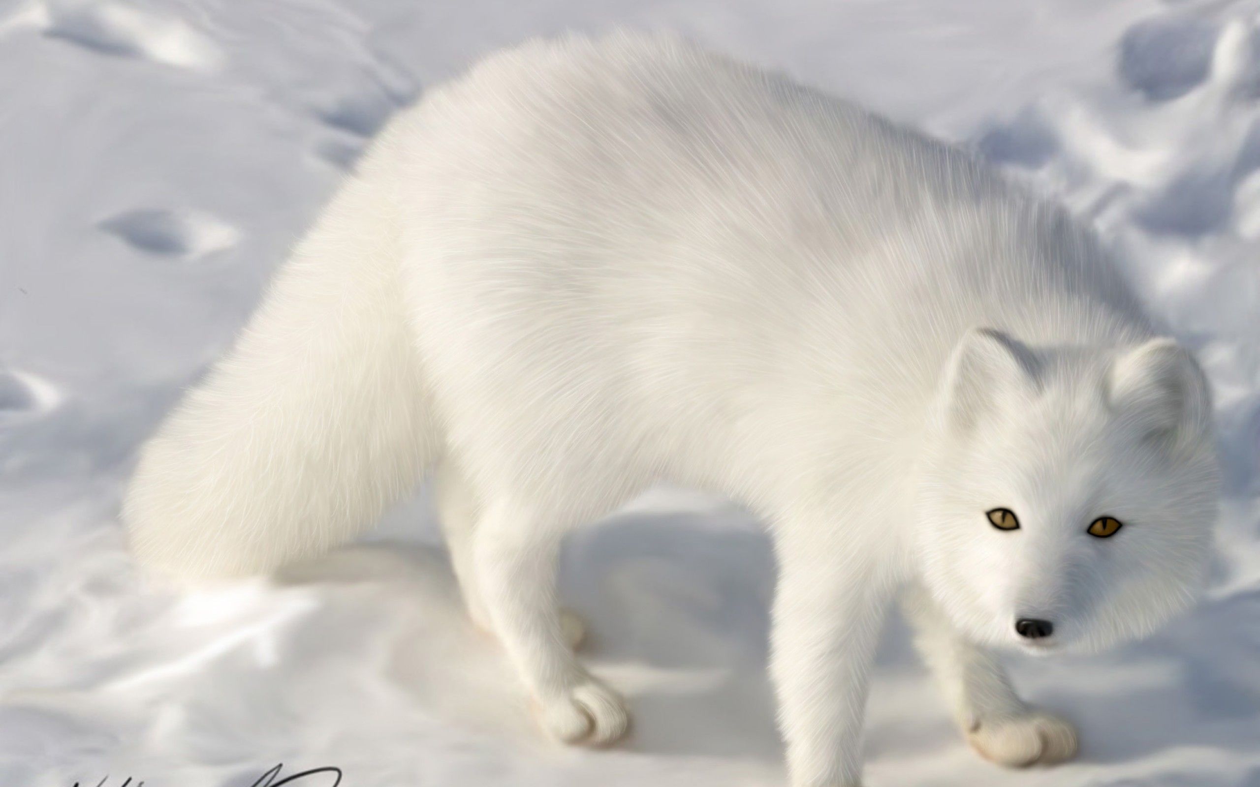 Arctic Fox wallpaperx1600