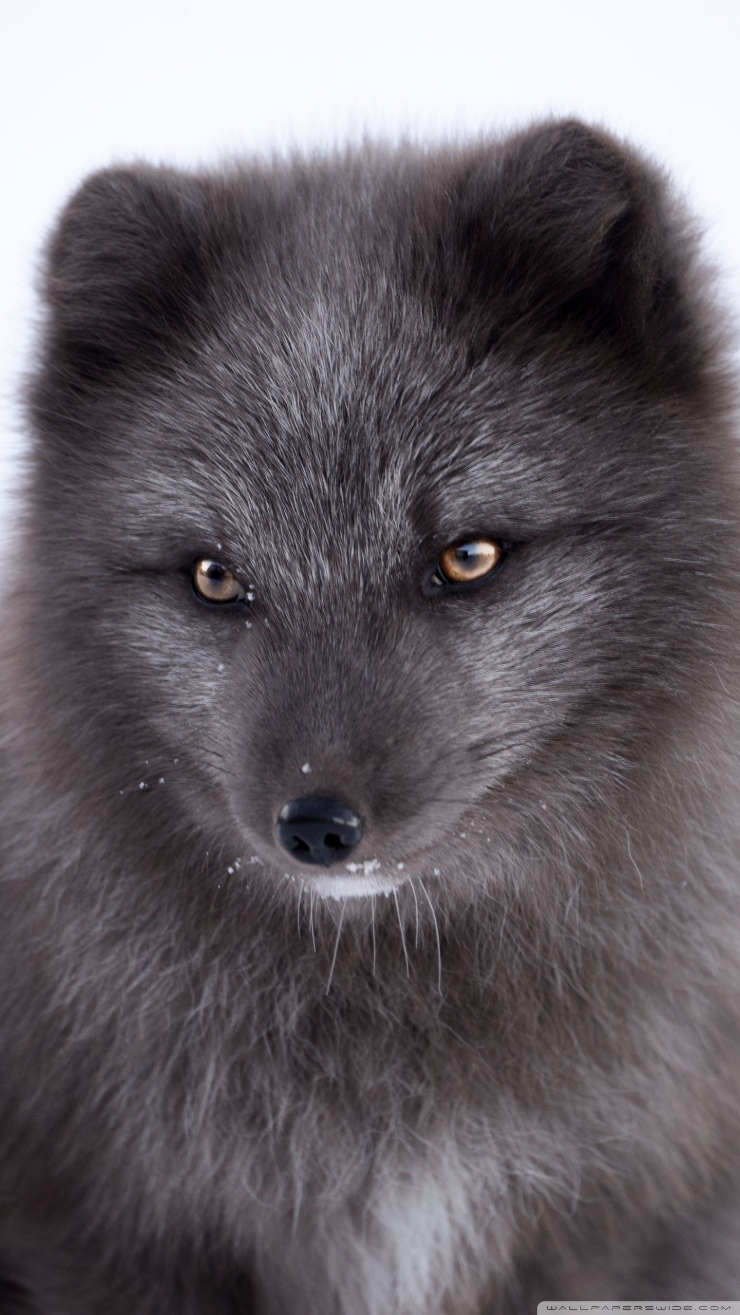 Black Arctic Fox Ultra HD Desktop Background Wallpaper for 4K UHD TV, Widescreen & UltraWide Desktop & Laptop, Tablet