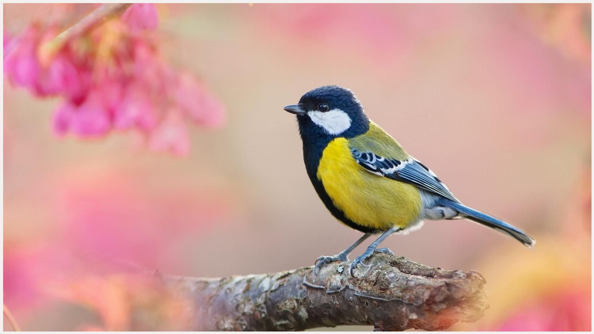 Titmouse Bird Wallpaper.com Amazing Funny Wallpaper. Titmouse bird, Bird wallpaper, Titmouse